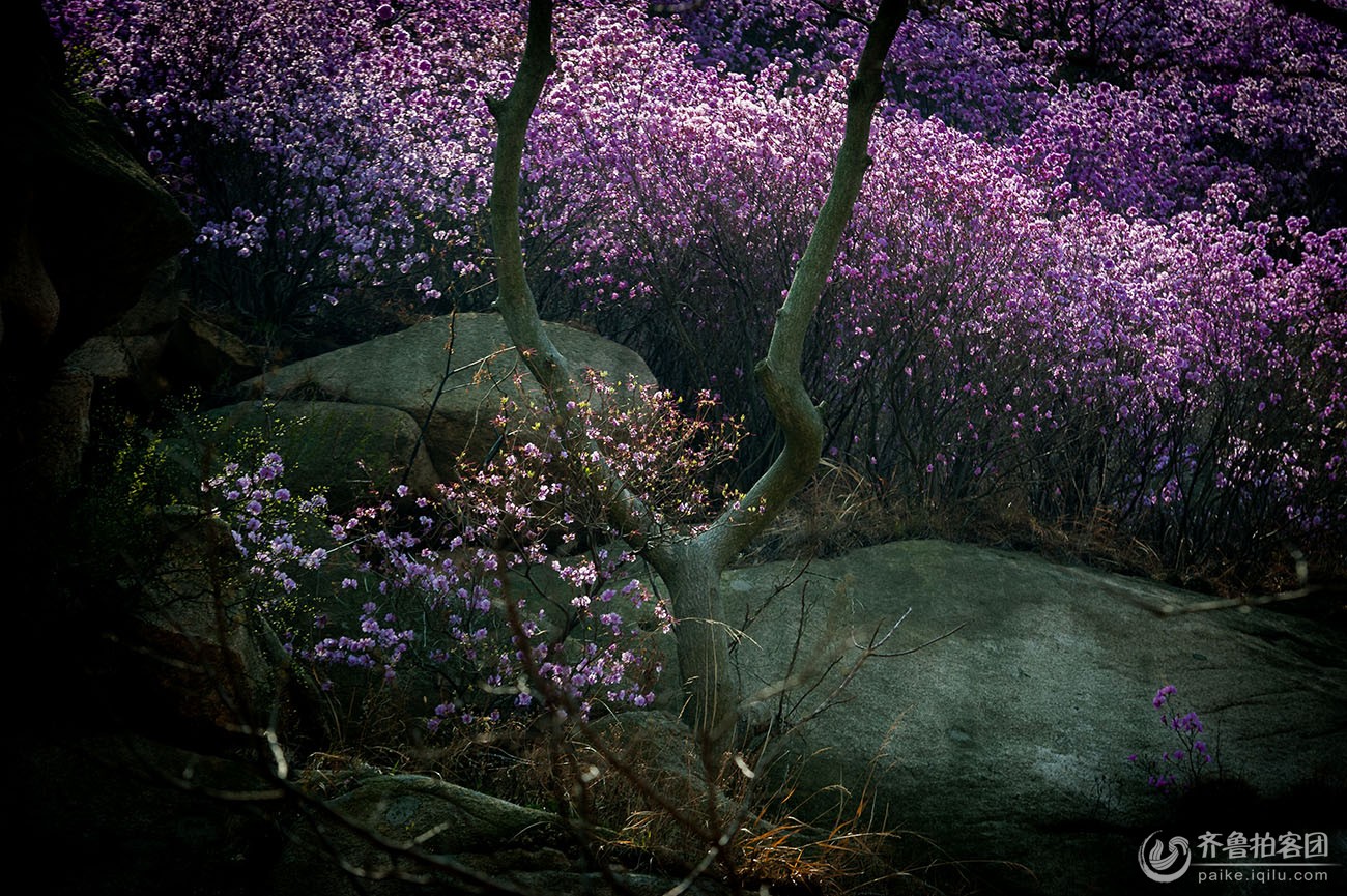 大珠山游---迎山红 - 青岛拍客 - 齐鲁社区 - 山东