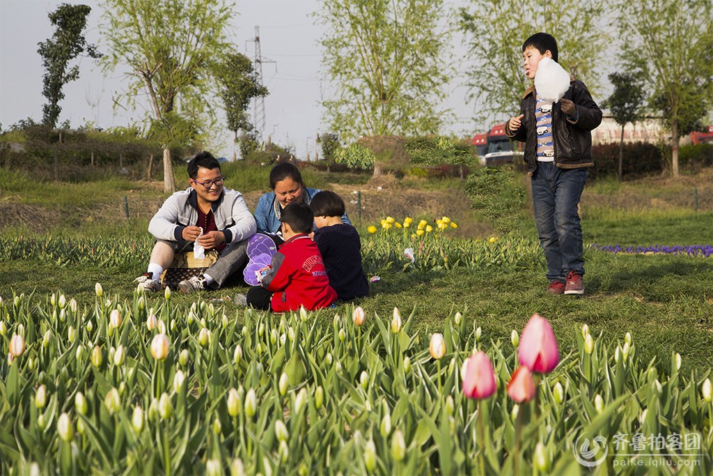 长垣郁金香 - 菏泽拍客 - 齐鲁社区 - 山东最大的