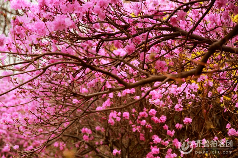 大珠山.迎山红 - 枣庄拍客 - 齐鲁社区 - 山东最大