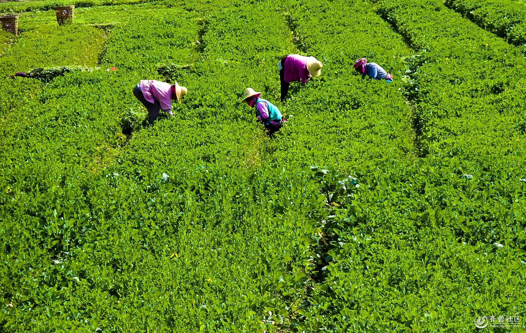 云南普洱茶园 - 枣庄民族摄协 - 齐鲁社区 - 山东最大的城市生活社区,山东广播电视台官方社区!