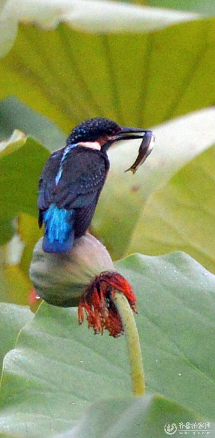 恭喜.金榜题名.的学子们 - 莱芜拍客 - 齐鲁社区