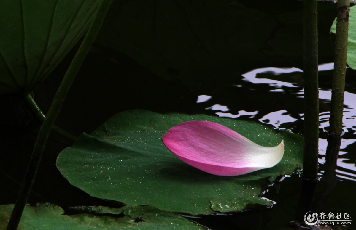 花自飘零水自流