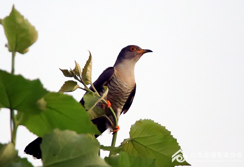 杜鹃是什么鸟图片 152155jnt7ko6r3as4no0z.jpg