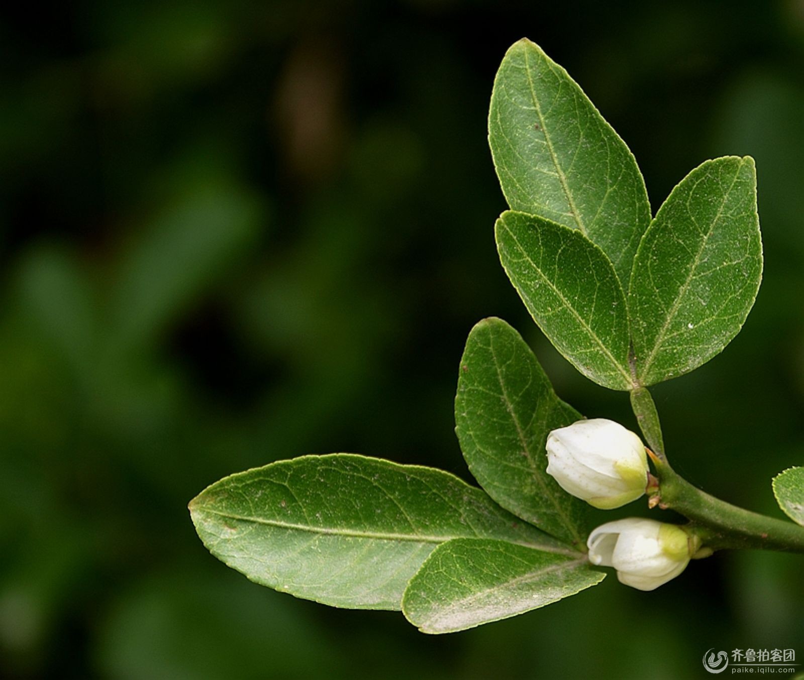 一种夏日开白花的植物,有果带棘针 - 青岛拍客