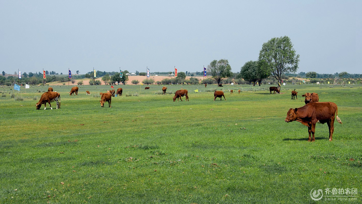 苏泊罕大草原 - 山东煤矿安培拍客 - 齐鲁社区 -