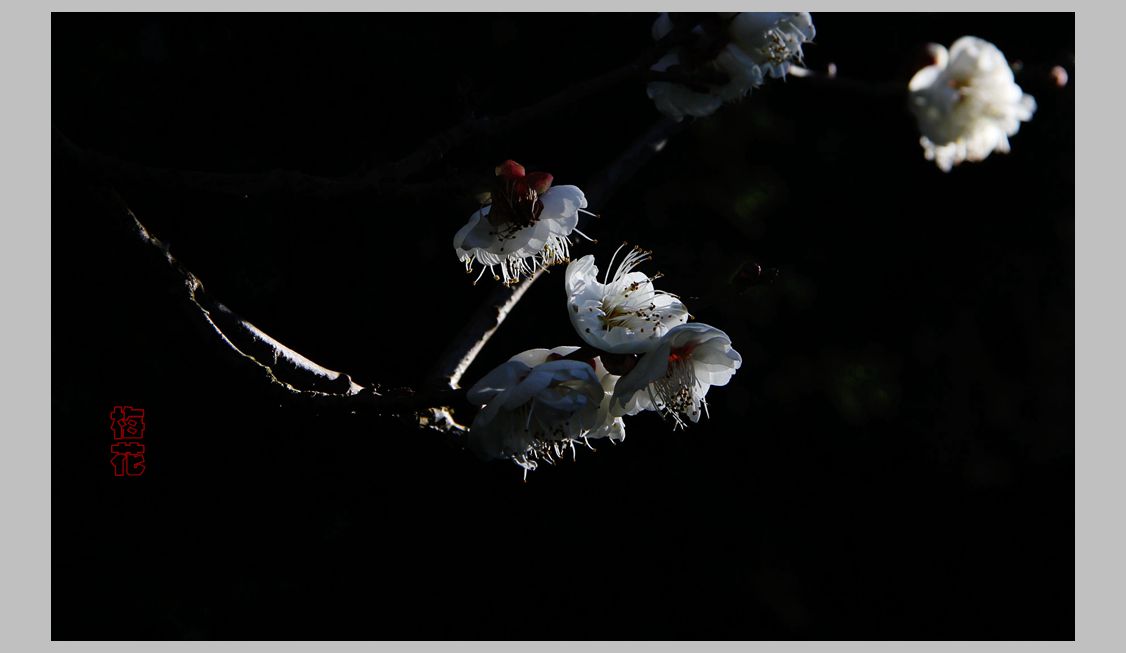 梅花,,