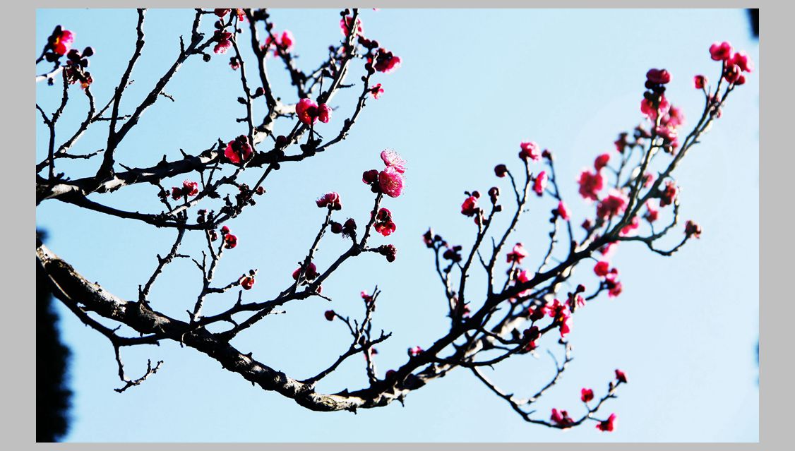 梅花,,