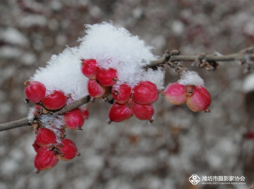 雪中红雪果 - 鸟类动植物 - 齐鲁社区 齐鲁社区