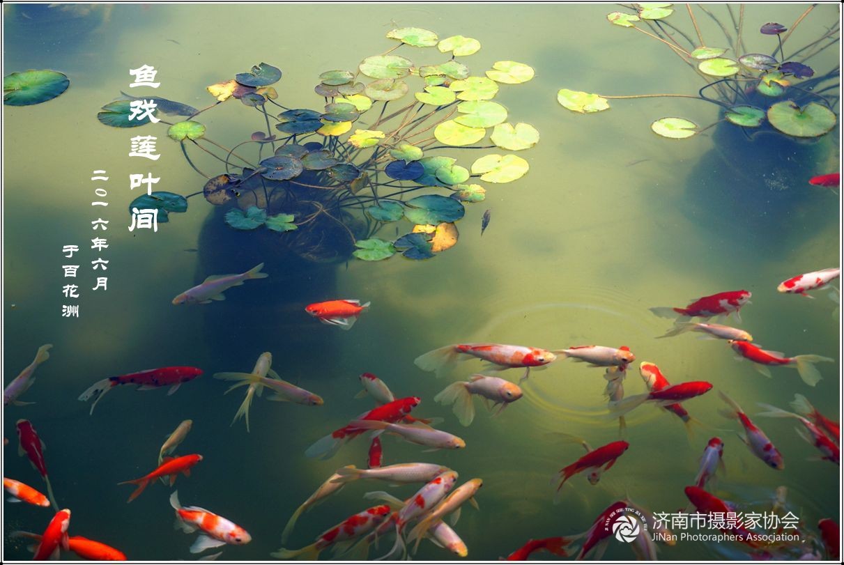 鱼戏莲叶间图片