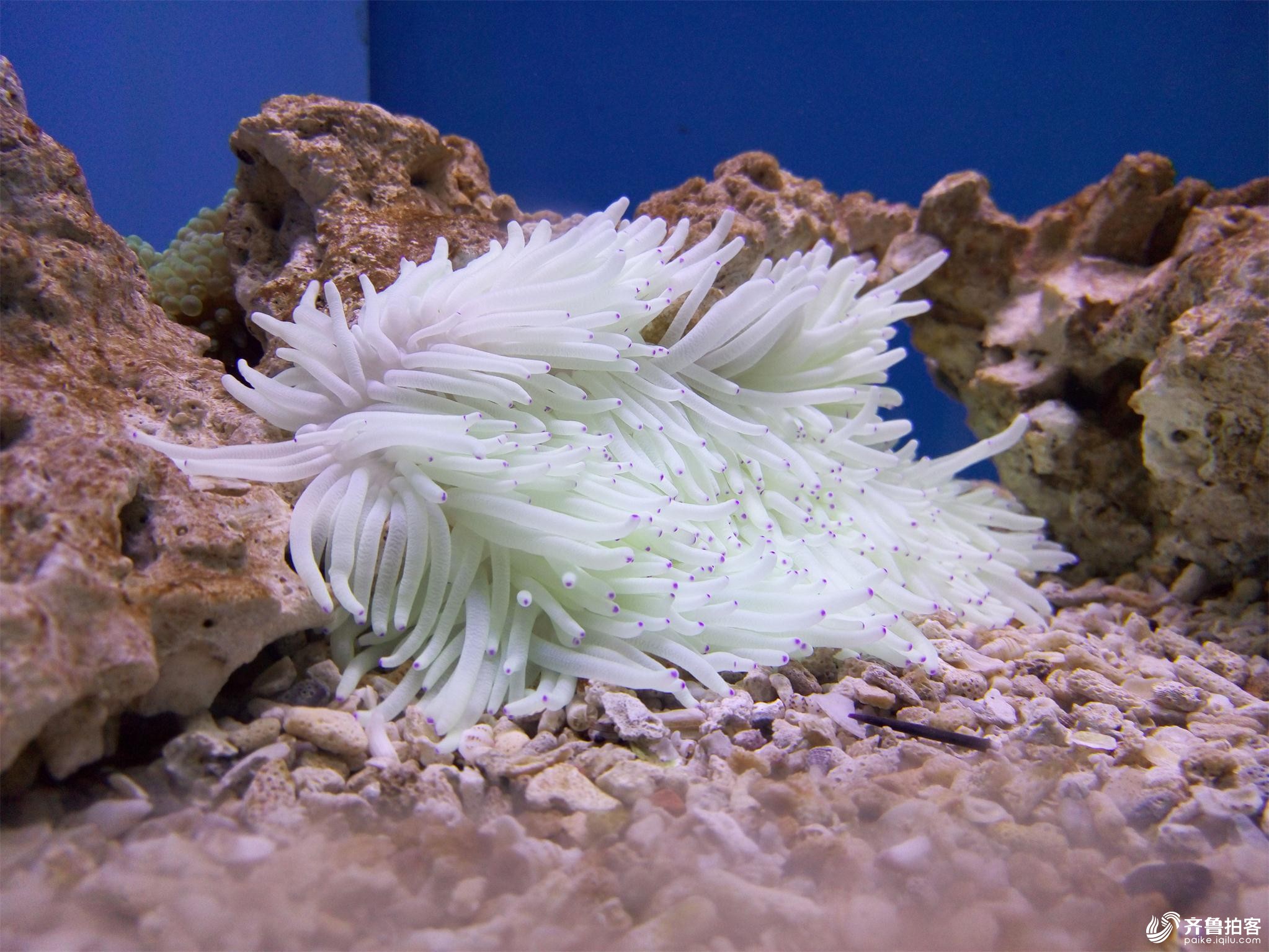 临沂海洋世界主题公园记;与鱼共舞_七维网