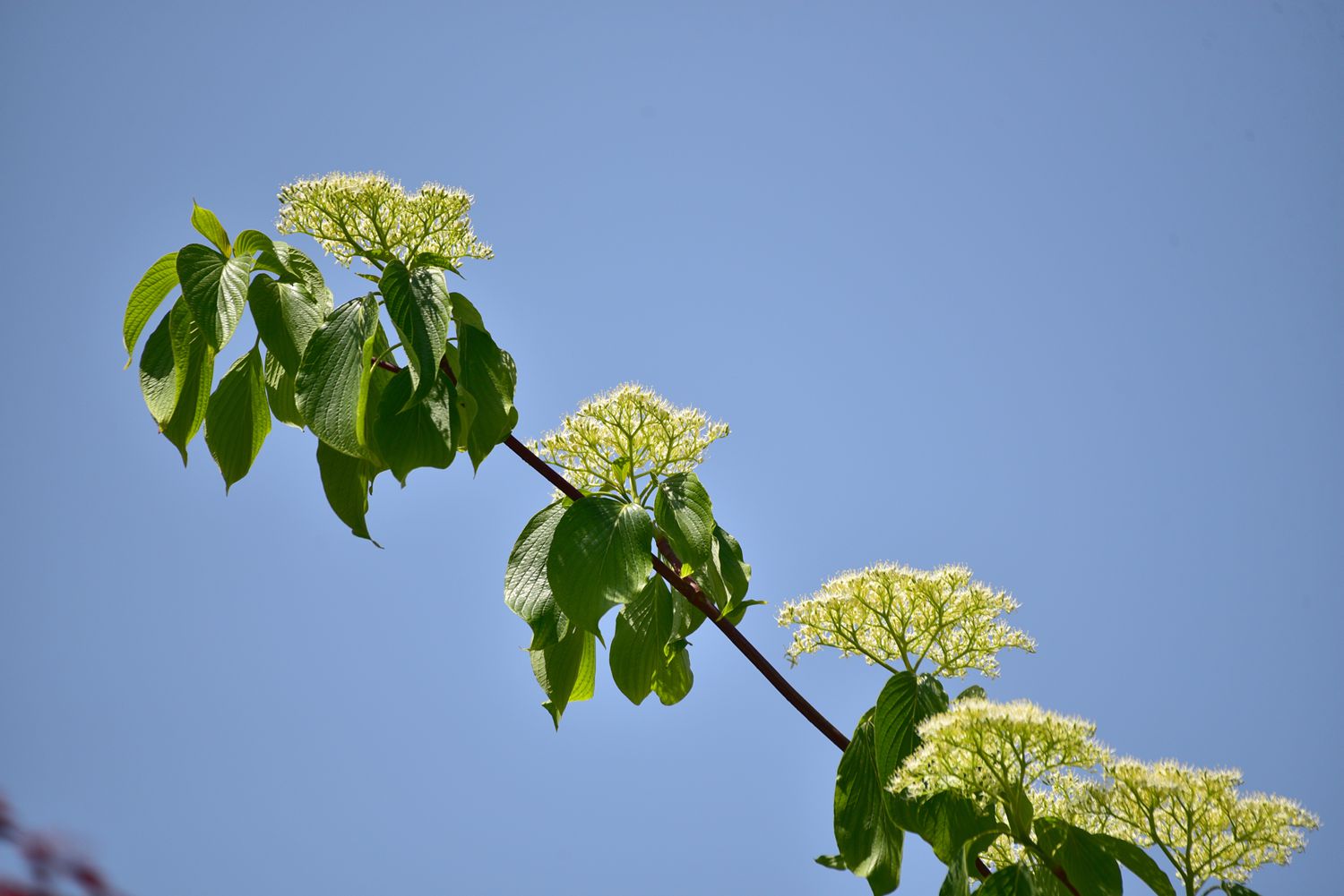 灯台树-花卉植物-齐鲁社区齐鲁社区