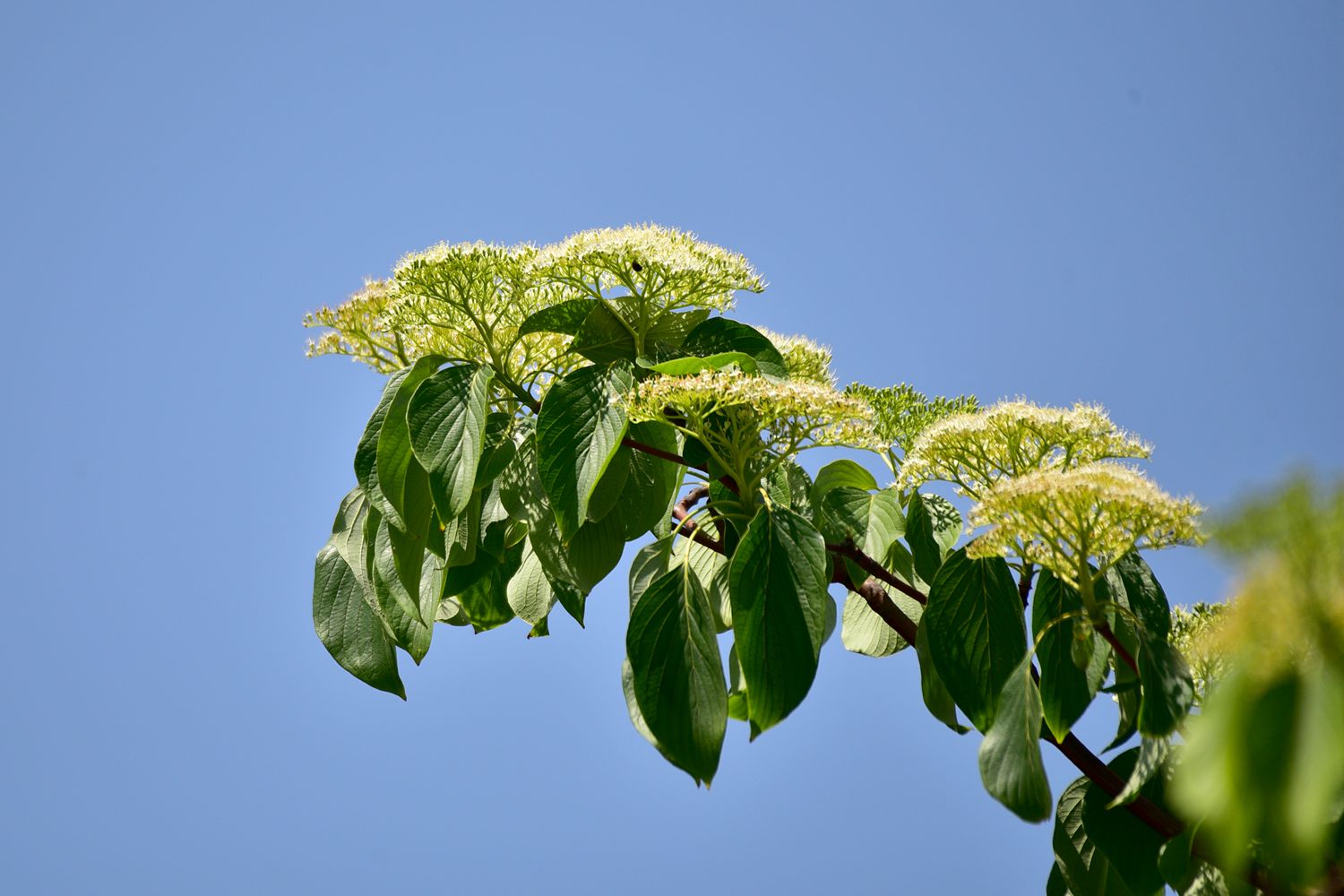 灯台树-花卉植物-齐鲁社区齐鲁社区