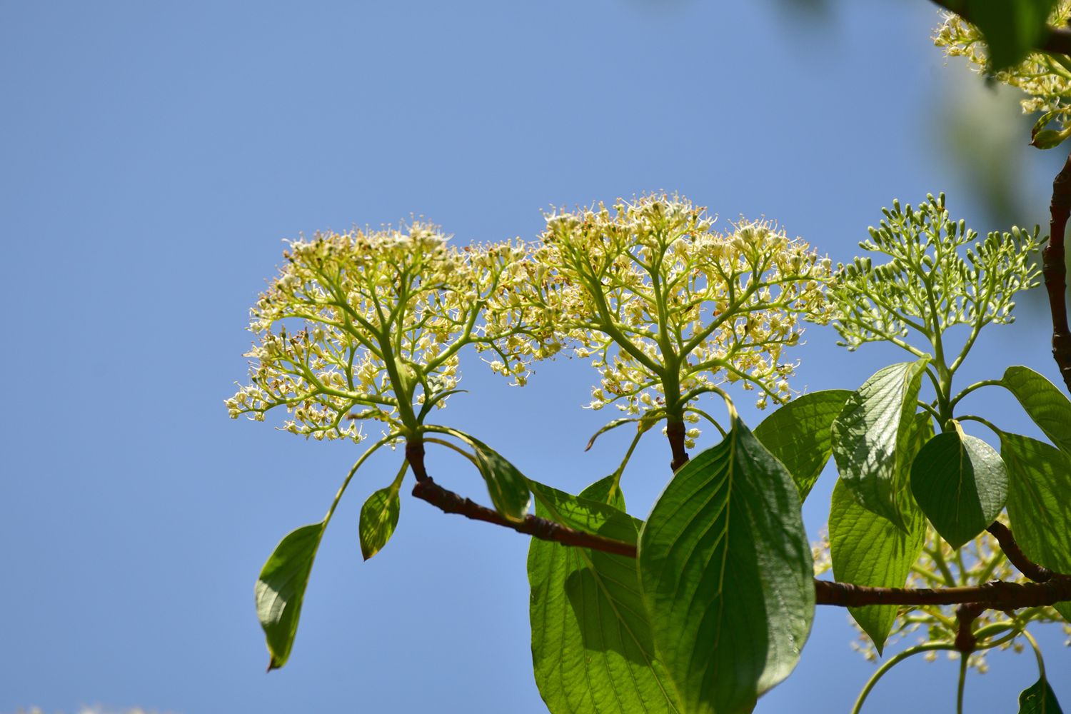 灯台树-花卉植物-齐鲁社区齐鲁社区