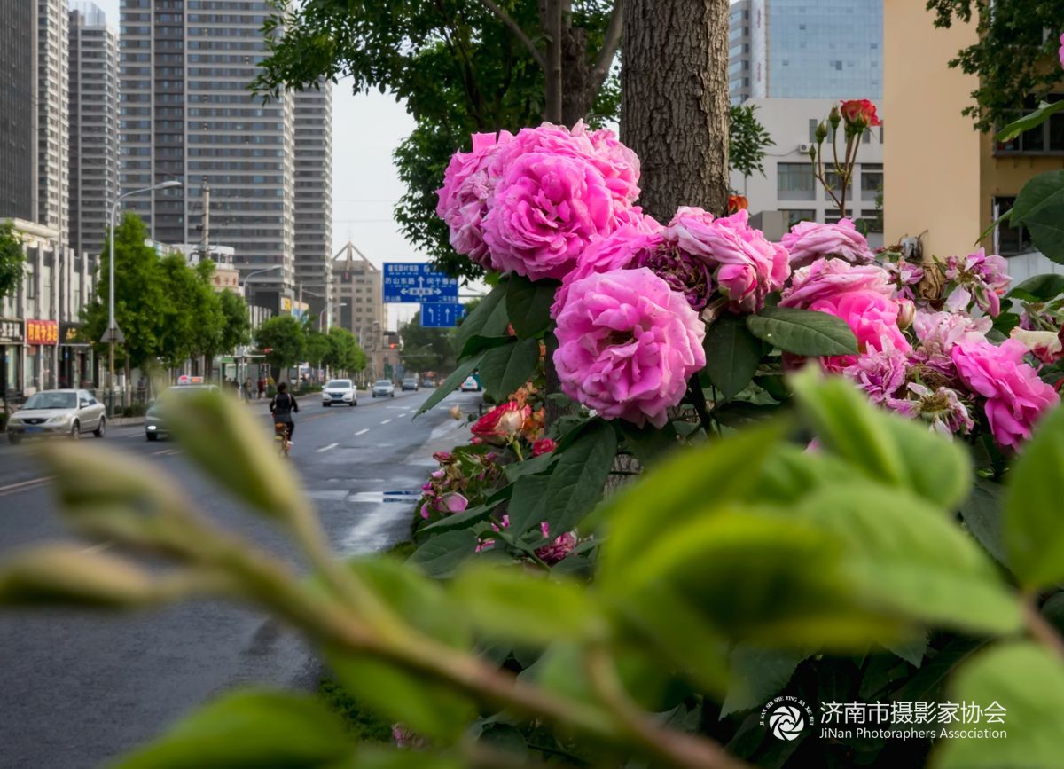 路边鲜花也精彩