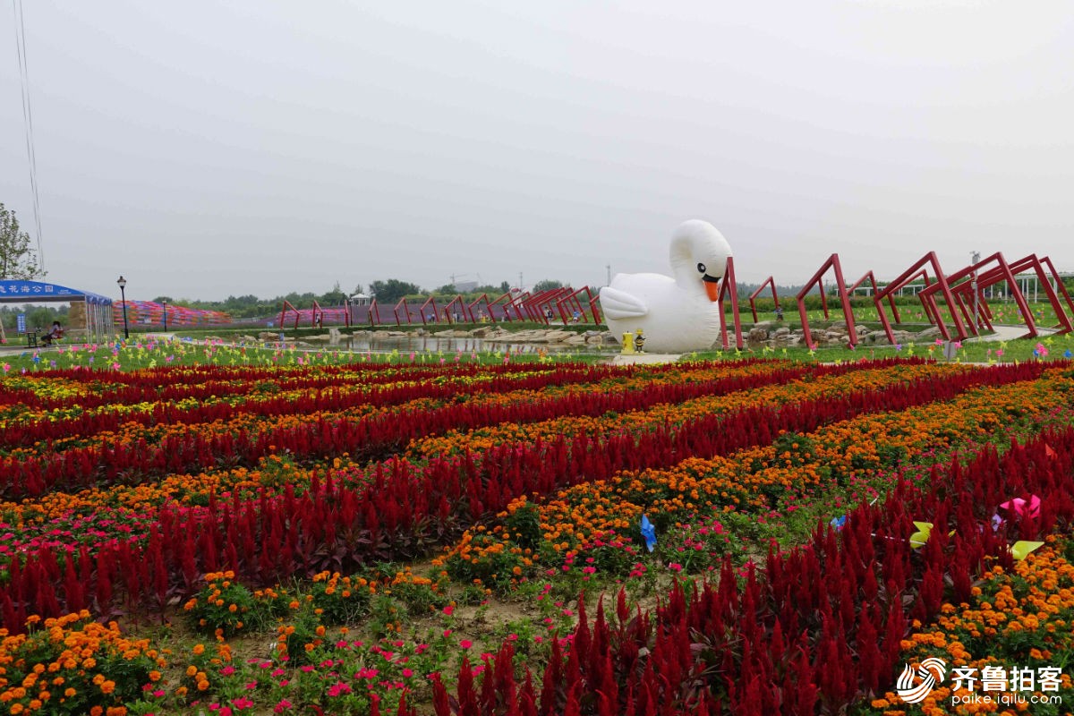 曹县八里湾风景区鲜花绽放 已成花海 - 菏泽拍客