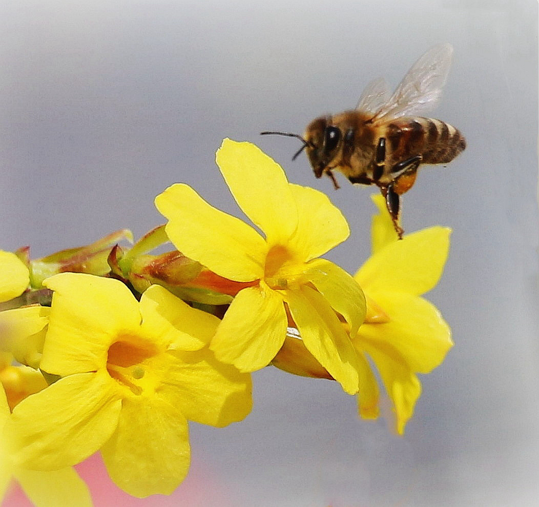 去年春天拍的蜜蜂