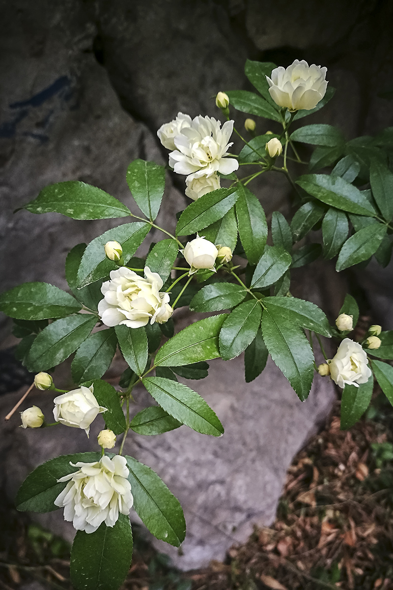 木香花(手机摄影)