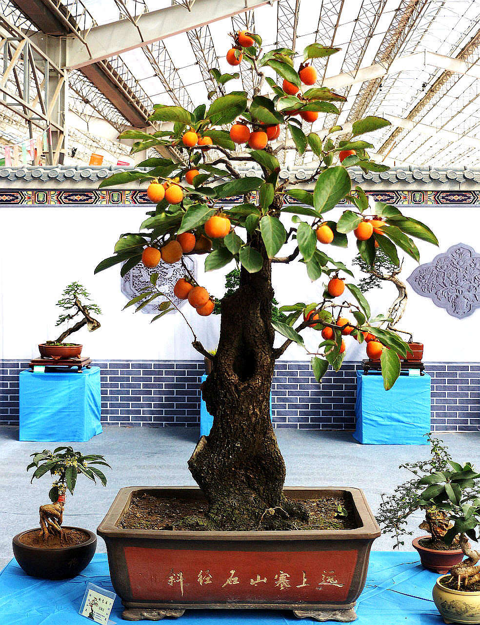 花博会展品——柿树盆景