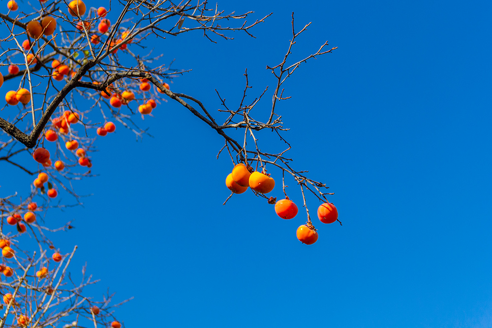 暮秋时节,沂蒙山区的柿子树红红火火,似一盏盏灯笼挂在蓝天上.