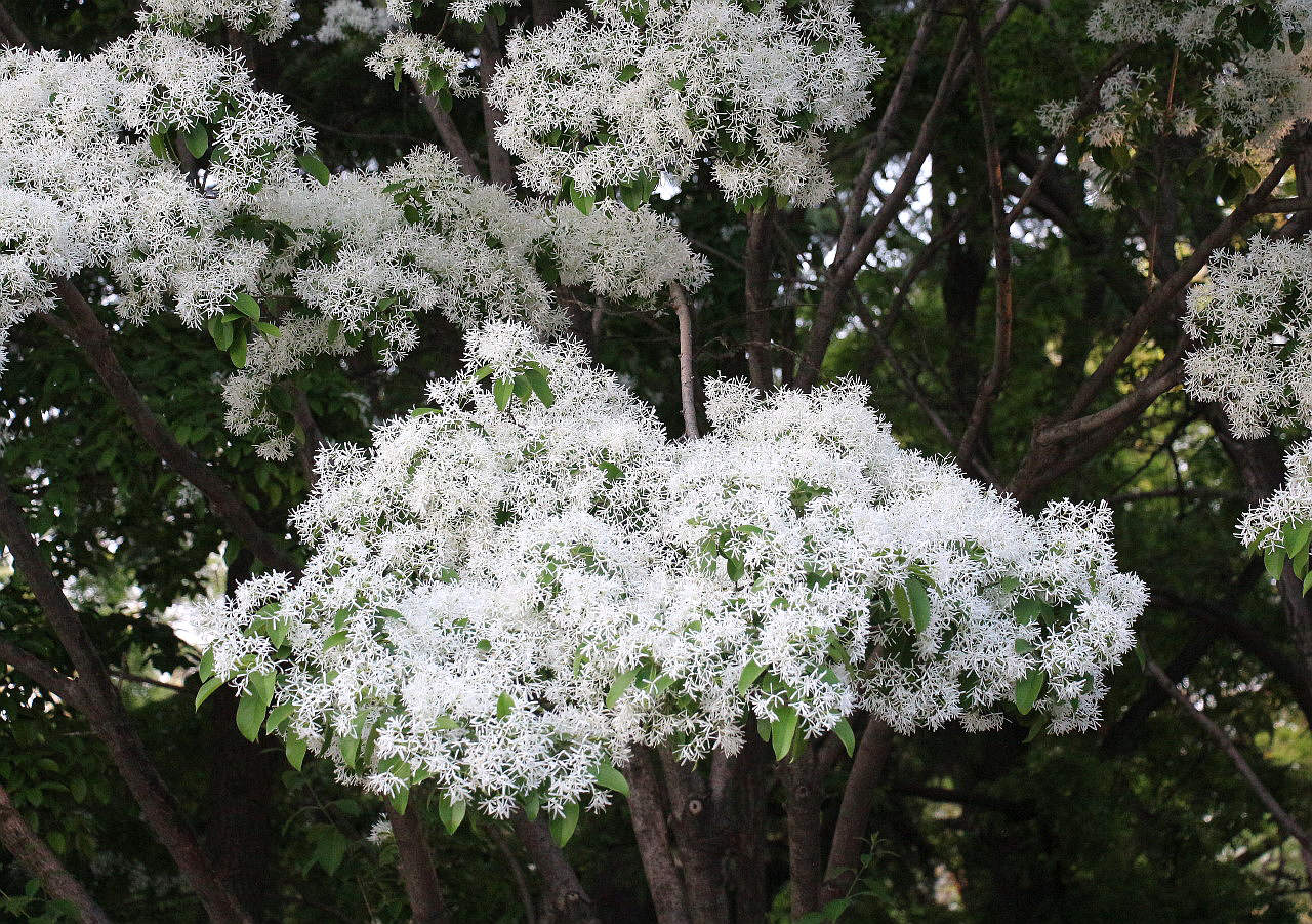 流苏花开