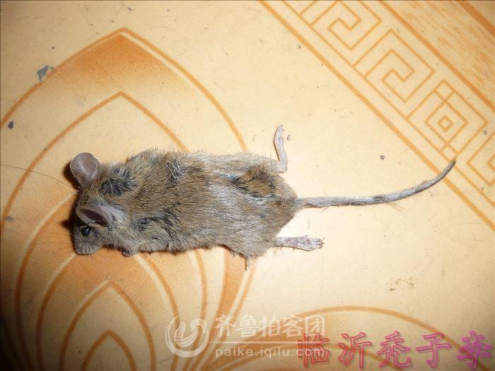 灭鼠新方法 - 临沂拍客 - 齐鲁社区 - 山东最大的