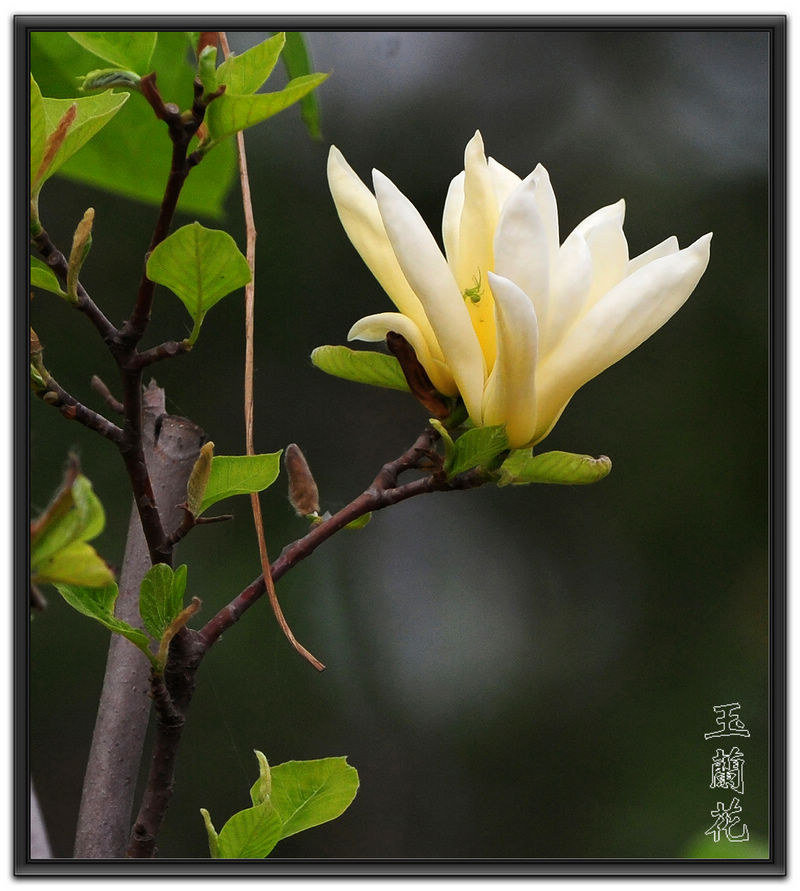 白玉兰花