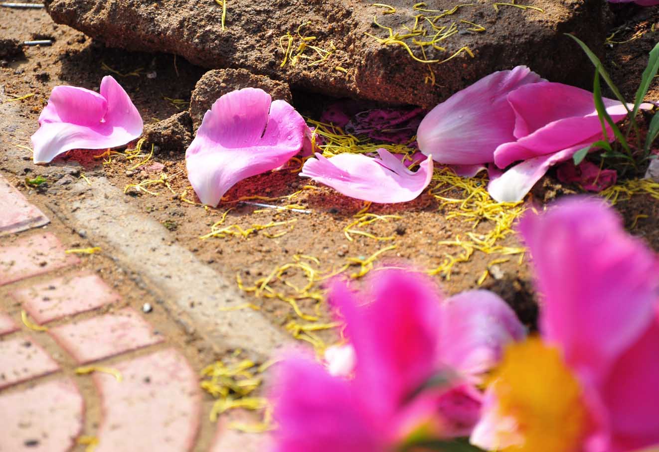 落红不是无情物,化作春泥更护花。