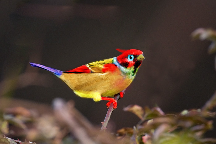 21Birds2847[1]_副本_副本_副本.jpg