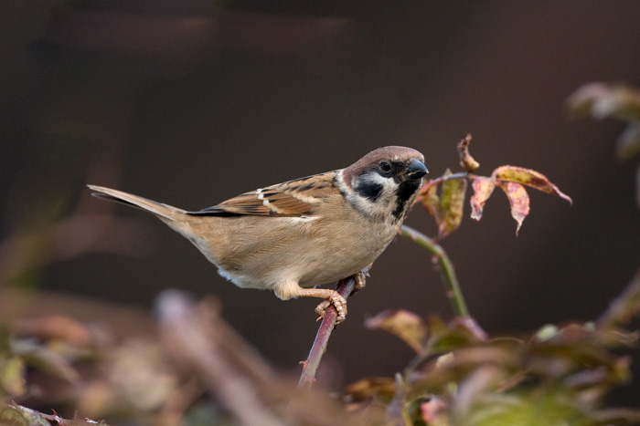 21Birds2847[1].jpg
