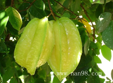 中国人最爱吃海南水果的种类,我给你最全概况