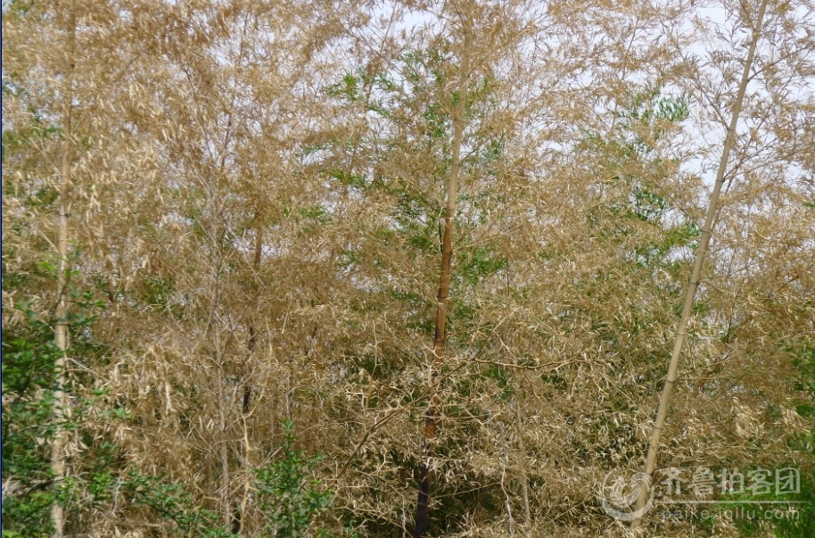 干旱造成蒙山景区翠竹死亡--可惜 - 临沂拍客 - 
