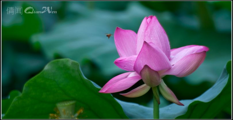 DSC_0523-1.jpg