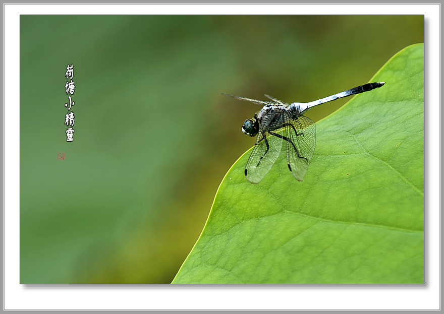 DSC00958副本a.jpg