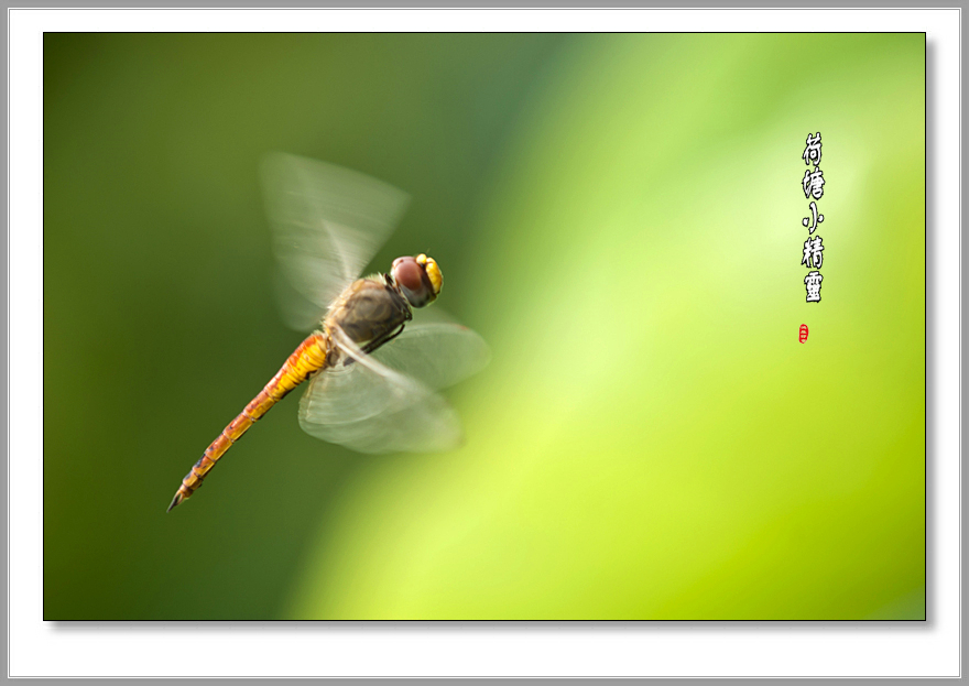 DSC00929副本a.jpg