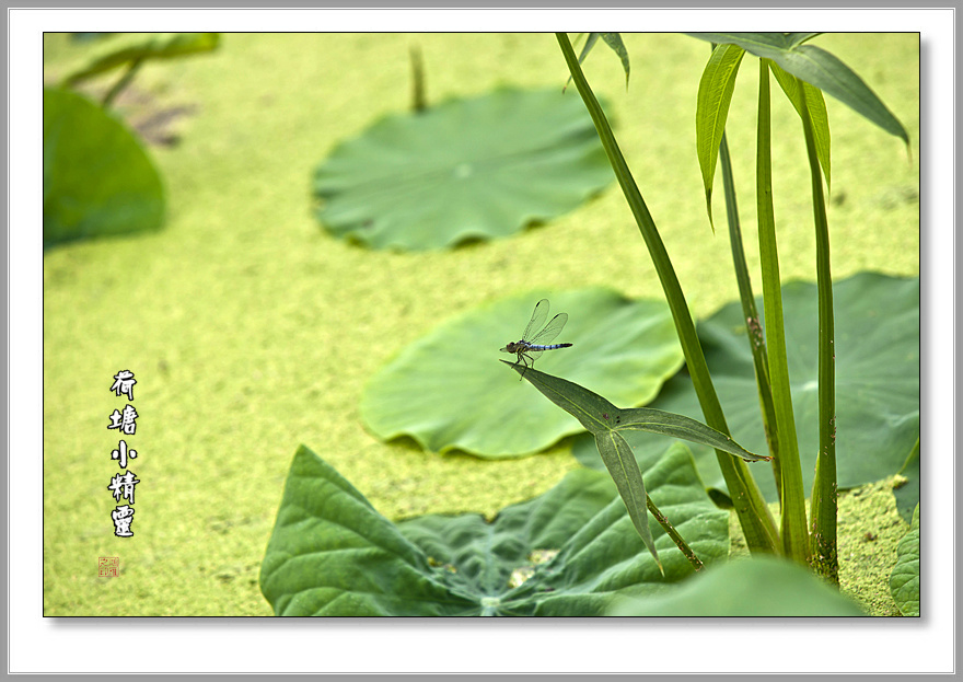DSC00809副本a.jpg