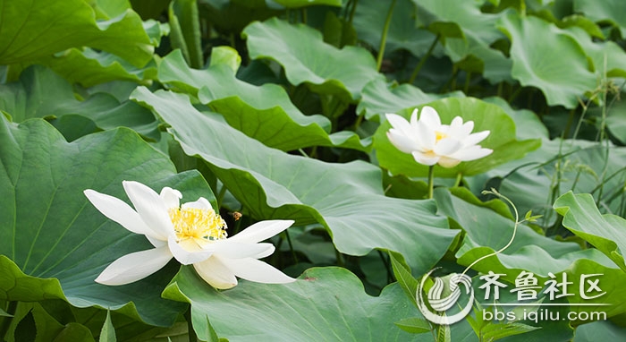 台儿庄看荷花 - 枣庄市青年摄影家协会 - 齐鲁社