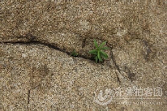 咬定青山不放松,立根原在破岩中。 千磨万击还坚劲,任尔东西南北风。 今天中午出门忽然看见半山腰的石头缝里生长着很多小草,它们顽强的生命力把我吸引了,小草都能这样坚强更何况我们人呐?朋友们,让我们坚强起来、一起努力,共同走向美好的明天。(顺手拍了几张照片)
