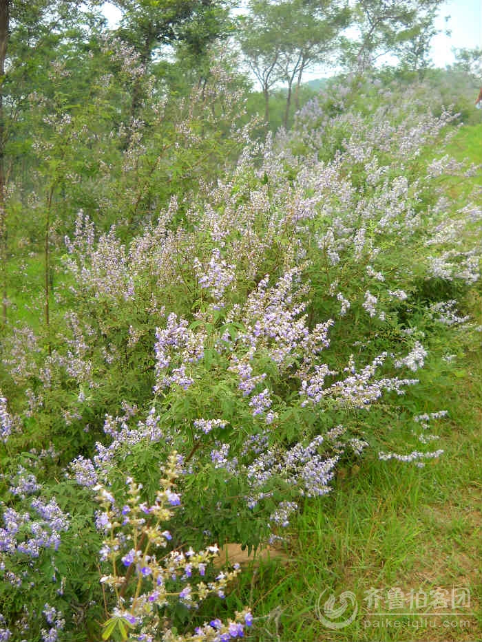 荆花满山香