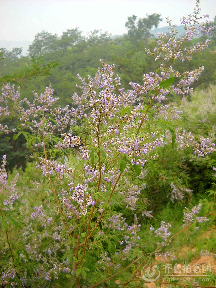 荆花满山香