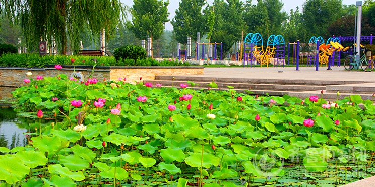 广饶乐安公园——荷花池图片