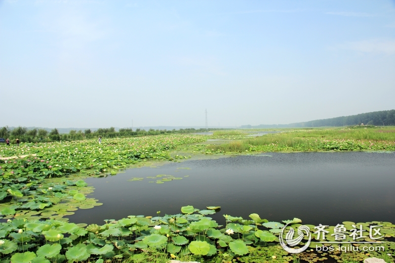 台庄运河湿地荷花 - 枣庄市青年摄影家协会 - 齐