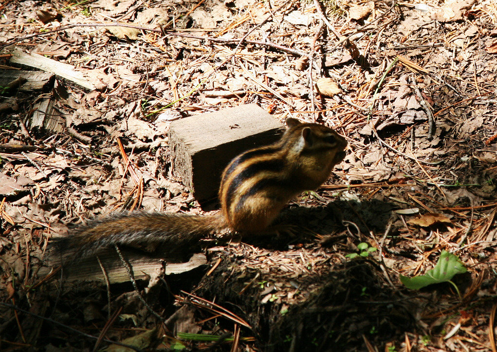 IMG_4655.JPG