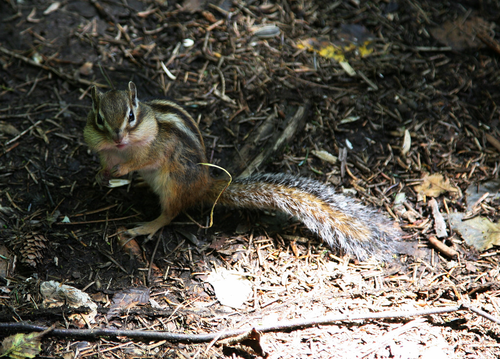 IMG_4595.JPG