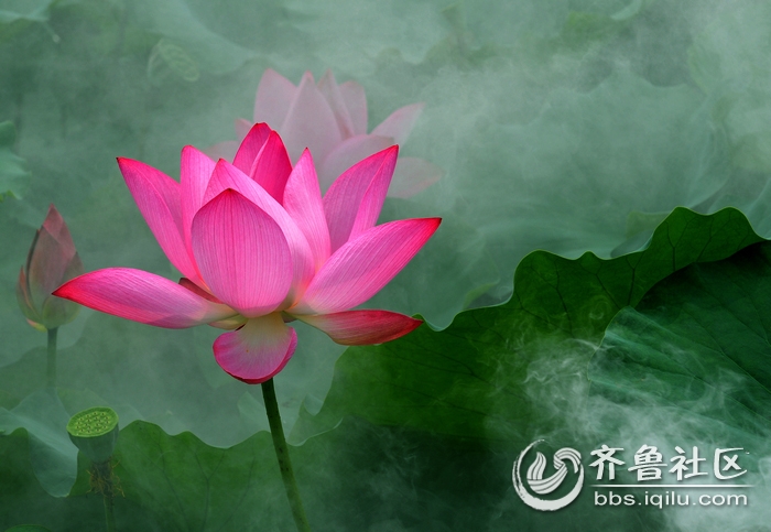意境荷花 - 枣庄市青年摄影家协会 - 齐鲁社区 -