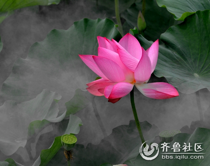 意境荷花 - 枣庄市青年摄影家协会 - 齐鲁社区 -