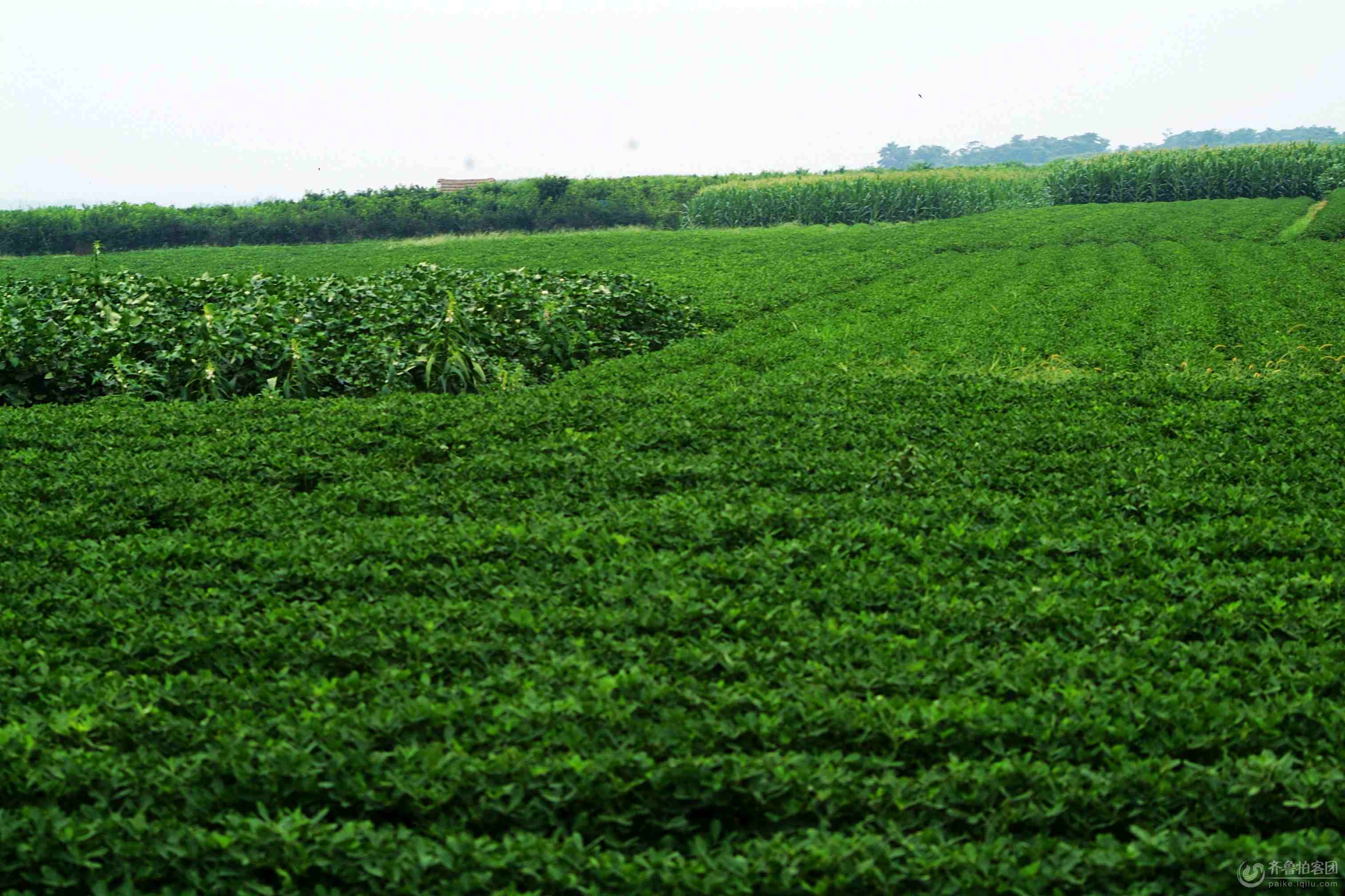秋后庄稼长势喜人 - 临沂拍客 - 齐鲁社区 - 山东