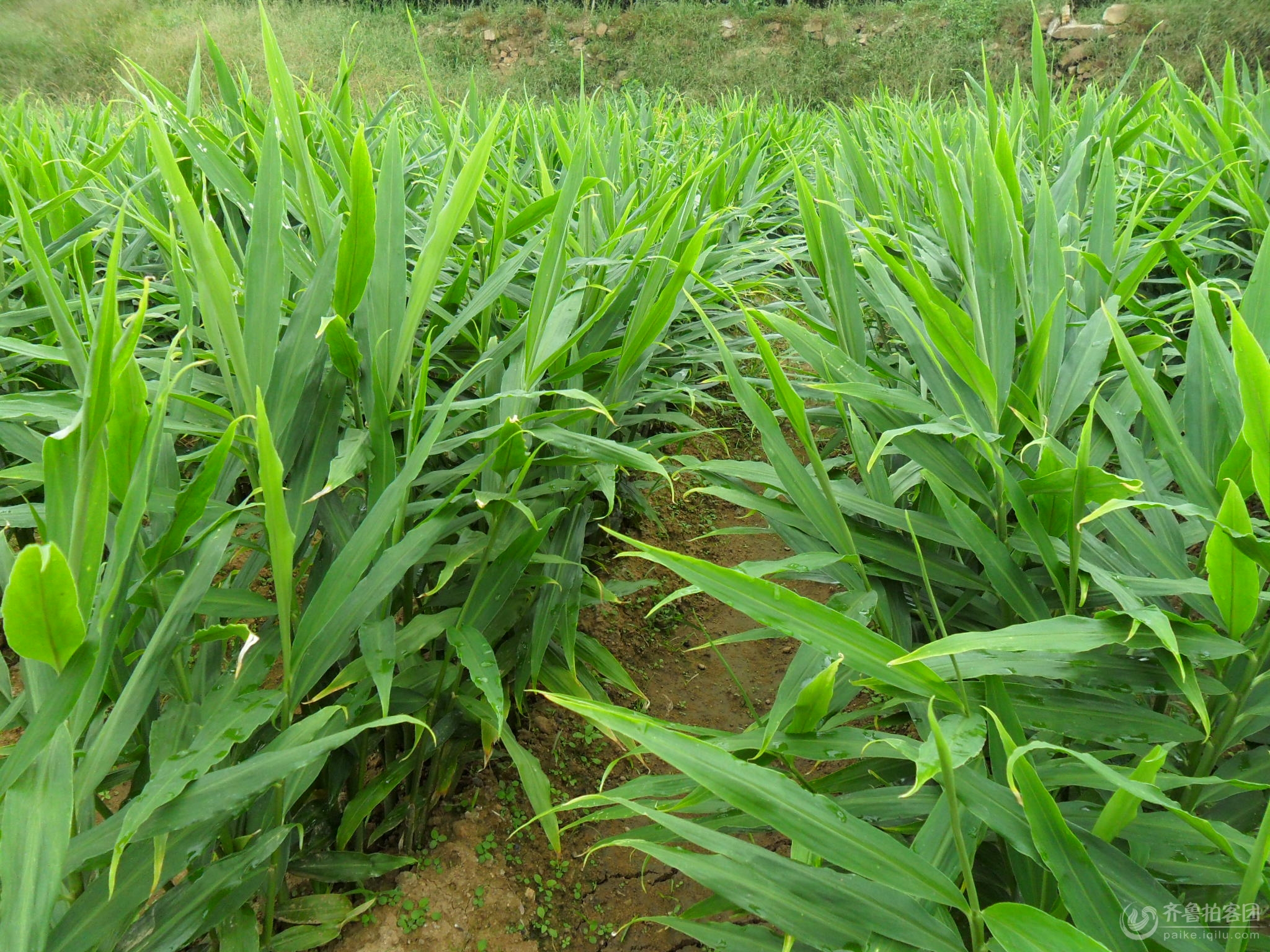 生长旺盛的黄姜 - 济宁拍客 - 齐鲁社区 - 山东最