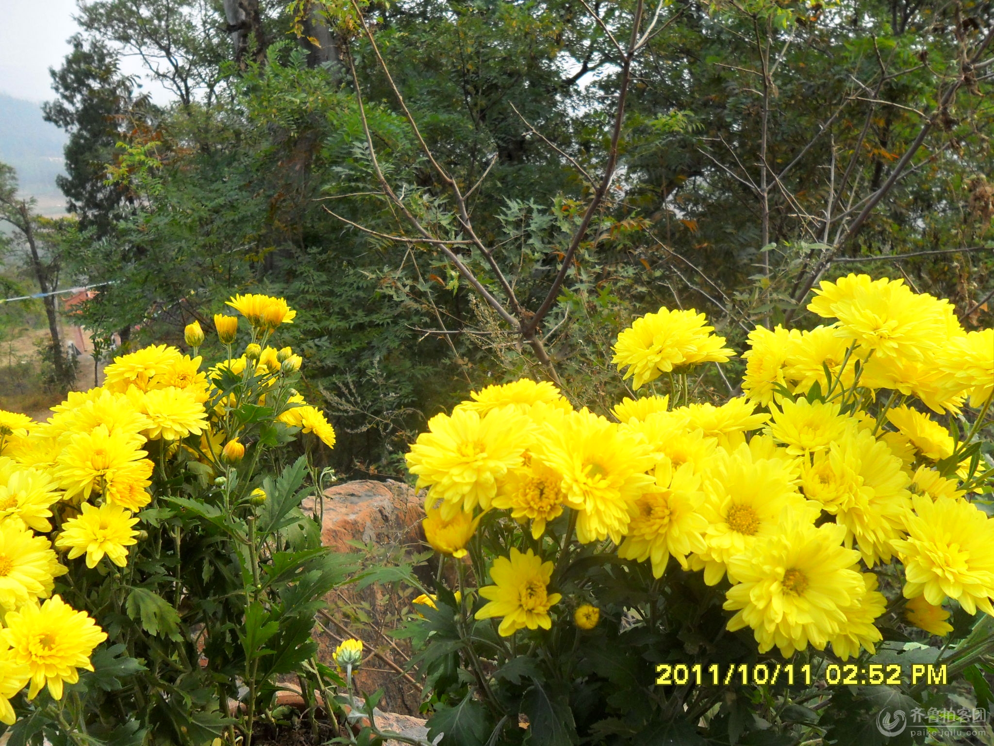 富贵黄菊花 - 济宁拍客 - 齐鲁社区 - 山东最大的