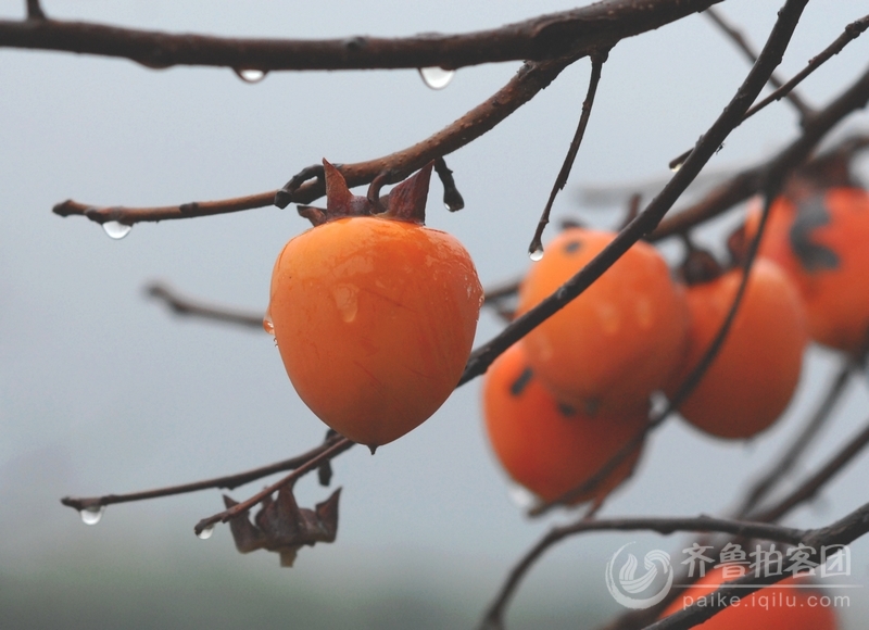 雨中的柿子树