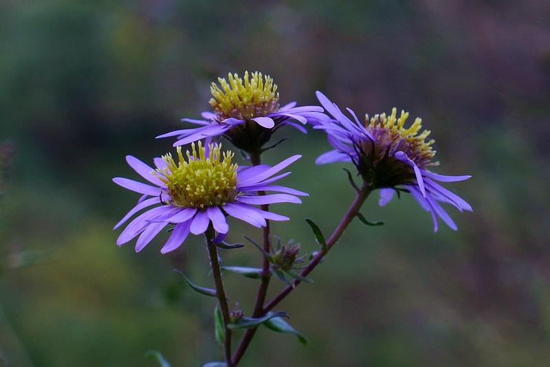 P1100050_1.jpg